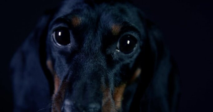 The muzzle of a dachshund puppy is close - up with sad gases and touching eyes in the dark . Low Key. A defenseless lonely puppy in the dark and hopelessness.