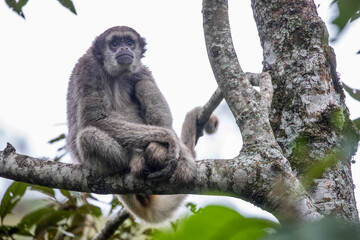 Muriqui-do-norte (Brachyteles hypoxanthus)  - 