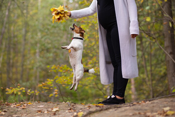 Obraz premium Young pregnant female plays with her dog Jack Russell Terrier in the woods in autumn