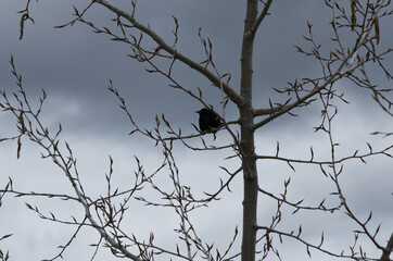 Red-Winged Blackbird in a Tree