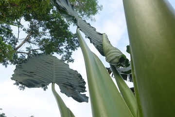 big taro plant leaves in botanical garden. nature concept. 