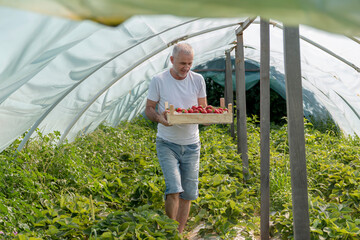 Mature man collecting ripe strawberries from green bushes. Concept of picking strawberries from the ground in large greenhouse.