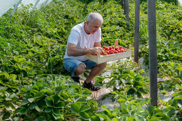 Mature man collecting ripe strawberries from green bushes. Concept of picking strawberries from the ground in large greenhouse.