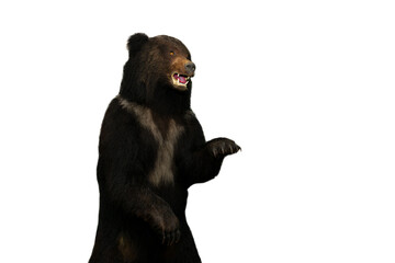 Close-up of the taxidermy of a brown bear on a white background of Primorsky Krai.