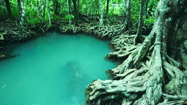 Tha Pom Klong Song Nam Tropical trees roots in swamp forest and crystal clear water stream canal 
