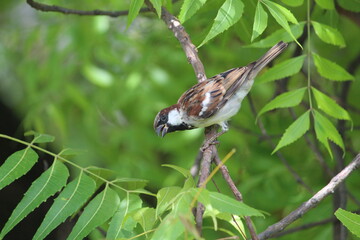little cute house sparrow on branch of green tree