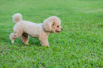 Yellow poodle puppy walking on the grass