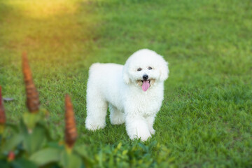 White poodle puppy walking on the grass