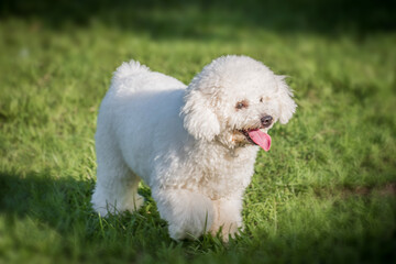 White poodle puppy walking on the grass