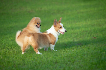 Two puppies on a grass