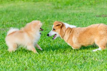 Two puppies on a grass