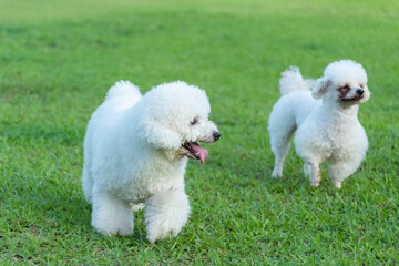 Two puppies on a grass