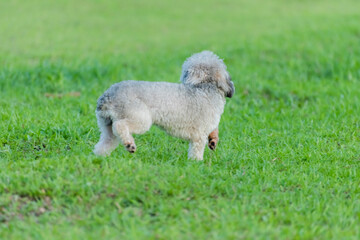 American cocker spaniel is playing on grass