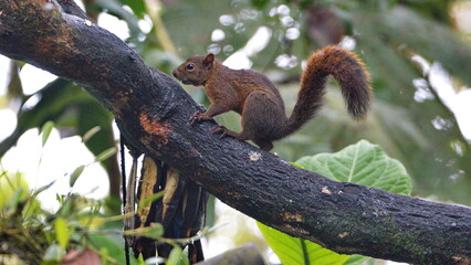 Squirrel in a tree in Mindo, Ecuador