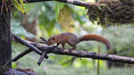 Squirrel in a tree in Mindo, Ecuador