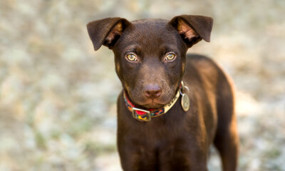 Puppy Dog Looking Staring Face