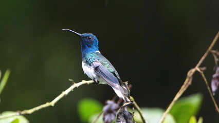 White-necked jacobin (Florisuga mellivora) hummingbird perched on a twig in Mindo, Ecuador