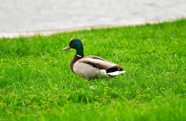 A duck in a green meadow
