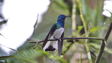 White-necked jacobin (Florisuga mellivora) hummingbird perched on a twig with its wings extended in...
