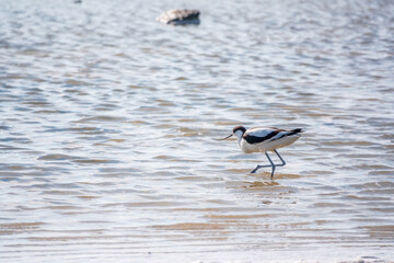Water bird pied avocet, Recurvirostra avosetta, feeding in the lake. The pied avocet is a large black and white wader with long, upturned beak