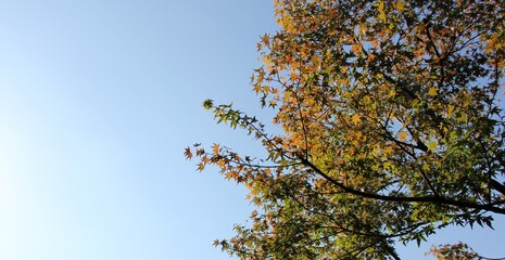 雲一つない青空に、枝葉をのばしている「カエデ」の木