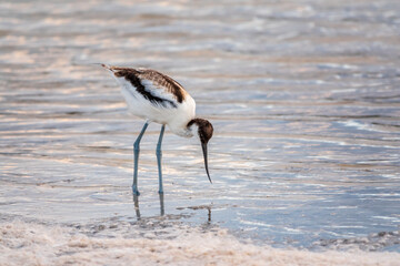 Water bird pied avocet, Recurvirostra avosetta, feeding in the lake. The pied avocet is a large black and white wader with long, upturned beak