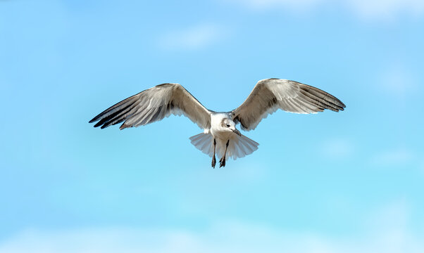 Inspirational Seagull Bird Flying