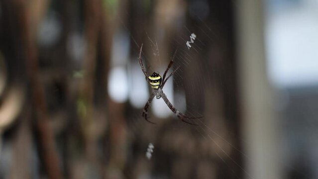 Spider which is known as Argiope pulchella In spider web