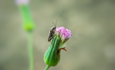 close up photo ar macro photo of an insect perched on a beautiful flower