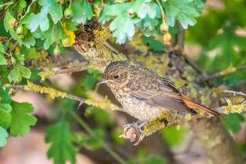 The common redstart, Phoenicurus phoenicurus, young bird, is photographed in close-up sitting on a branch against a blurred background.