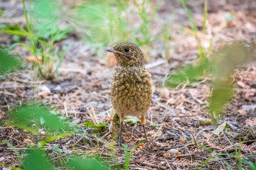 Fototapeta premium The common redstart, Phoenicurus phoenicurus, young bird, is sitting on a ground against a blurred background.