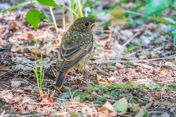 The common redstart, Phoenicurus phoenicurus, young bird, is sitting on a ground against a blurred background.