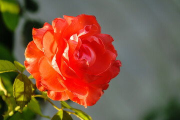 Fototapeta premium Beautiful red garden rose flower on a green blurred background