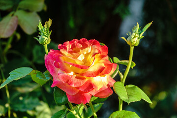 Yellow-red rose on a green blurred background.