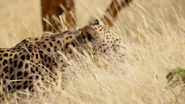 male leopard walks with tail curled.