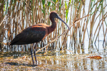 The glossy ibis, latin name Plegadis falcinellus, searching for food in the shallow lagoon.