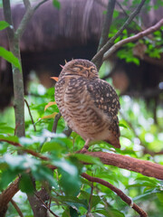 Owl on a tree at Iguassu Falls