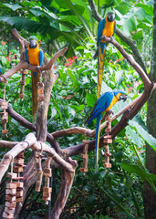 Macaw bird at Iguassu Falls	