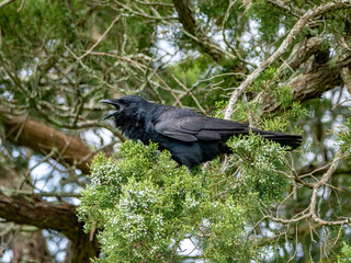 black american crow perched in a tree and cawing