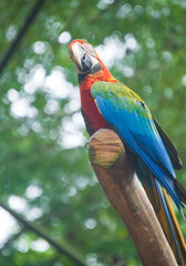 Macaw bird at Iguassu Falls	