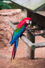 Macaw bird at Iguassu Falls	