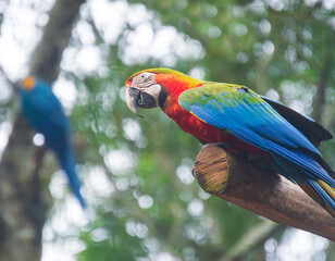 Macaw bird at Iguassu Falls	