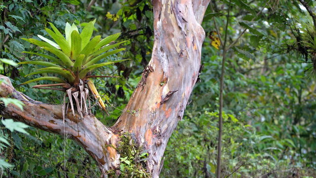 Bromeliad in a tree in Mindo, Ecuador