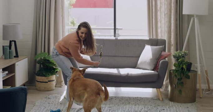 Professional trainer teaching cute furry brown dog tricks and good, obedient behaviour. Woman and pet in living room at home. Training animal with a chew toy and having fun together and being playful