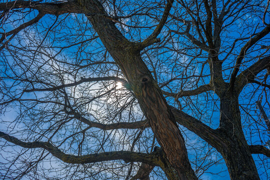Leafless tree against the blue sky © Amyskim