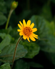 beautiful yellow flower isolated in close up with leaf background