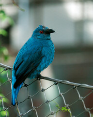 blue starling bird with red eyes close up in a zoo
