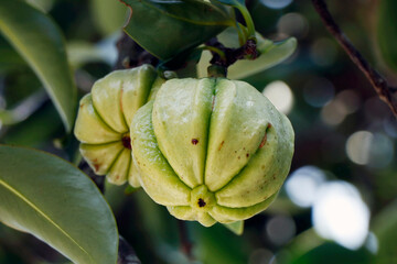 Garcinia gummi-gutta known as Garcinia cambogia as well as brindleberry,comenly use for foods and medicinal purpose - obrazy, fototapety, plakaty