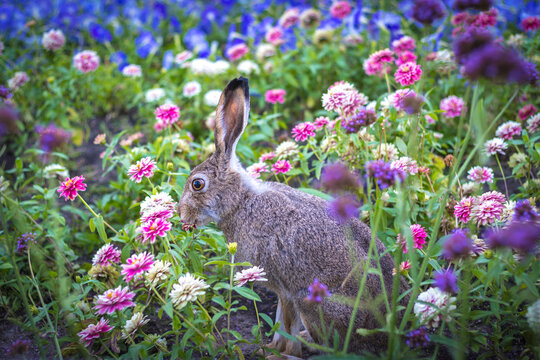 rabbit on the grass