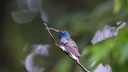 White-necked jacobin (Florisuga mellivora) hummingbird perched on a twig in Mindo, Ecuador